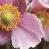 Anemone hupehensis 'September Charm', flowers