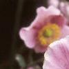 Anemone hupehensis 'September Charm', flowers