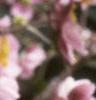 Anemone hupehensis 'September Charm', flowers
