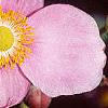 Anemone hupehensis 'September Charm', flowers