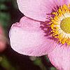 Anemone hupehensis 'September Charm', flowers