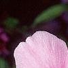 Anemone hupehensis 'September Charm', flowers