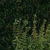 Anemone x hybrida 'Honorine Jobert', habit