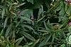 Anemone x hybrida 'Honorine Jobert', habit