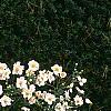 Anemone x hybrida 'Honorine Jobert', habit