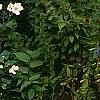 Anemone x hybrida 'Honorine Jobert', habit