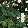 Anemone x hybrida 'Honorine Jobert', habit