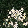 Anemone x hybrida 'Honorine Jobert', habit