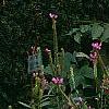 Anemone x hybrida 'Honorine Jobert', habit