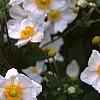 Anemone x hybrida 'Honorine Jobert', flowers