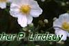 Anemone x hybrida 'Honorine Jobert', flowers