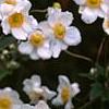 Anemone x hybrida 'Honorine Jobert', flowers