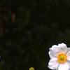 Anemone x hybrida 'Honorine Jobert', flowers