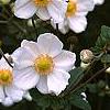 Anemone x hybrida 'Honorine Jobert', flowers