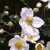 Anemone x hybrida 'Honorine Jobert', flowers