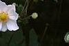 Anemone x hybrida 'Honorine Jobert', flowers