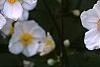 Anemone x hybrida 'Honorine Jobert', flowers