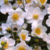 Anemone x hybrida 'Honorine Jobert', flowers