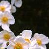 Anemone x hybrida 'Honorine Jobert', flowers