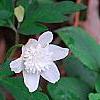 Anemone nemorosa 'Vestal', habit