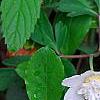Anemone nemorosa 'Vestal', habit