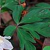 Anemone nemorosa 'Vestal', habit