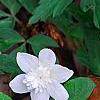 Anemone nemorosa 'Vestal', habit