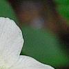 Anemone nemorosa 'Vestal', flowers