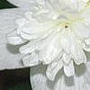 Anemone nemorosa 'Vestal', flowers