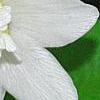 Anemone nemorosa 'Vestal', flowers