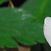 Anemone nemorosa 'Vestal', flowers
