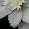 Anemone nemorosa 'Vestal', flowers