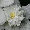 Anemone nemorosa 'Vestal', flowers