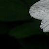 Anemone nemorosa 'Vestal', flowers