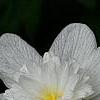 Anemone nemorosa 'Vestal', flowers