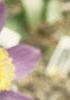 Anemone pulsatilla, habit