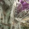 Anemone pulsatilla, habit