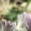 Anemone pulsatilla, habit