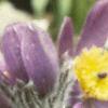Anemone pulsatilla, habit