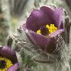 Anemone pulsatilla, habit