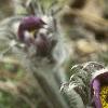 Anemone pulsatilla, habit