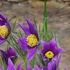 Anemone pulsatilla, habit