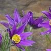 Anemone pulsatilla, habit