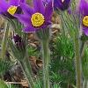 Anemone pulsatilla, habit