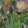 Anemone pulsatilla, habit