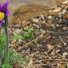 Anemone pulsatilla, habit