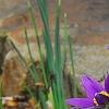 Anemone pulsatilla, habit