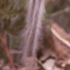 Anemone pulsatilla, flowers