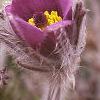 Anemone pulsatilla, flowers