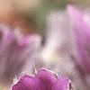 Anemone pulsatilla, flowers